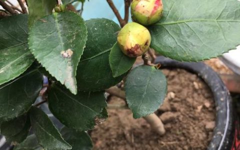 茶花为什么不开花掉花苞？常见原因与分步排查指南
