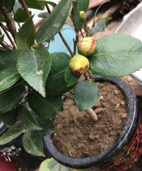 茶花为什么不开花掉花苞？常见原因与分步排查指南