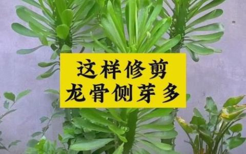 龙骨树种植方法全攻略：从选时到成活的7步实操指南