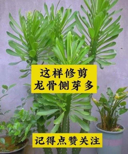龙骨树种植方法全攻略：从选时到成活的7步实操指南