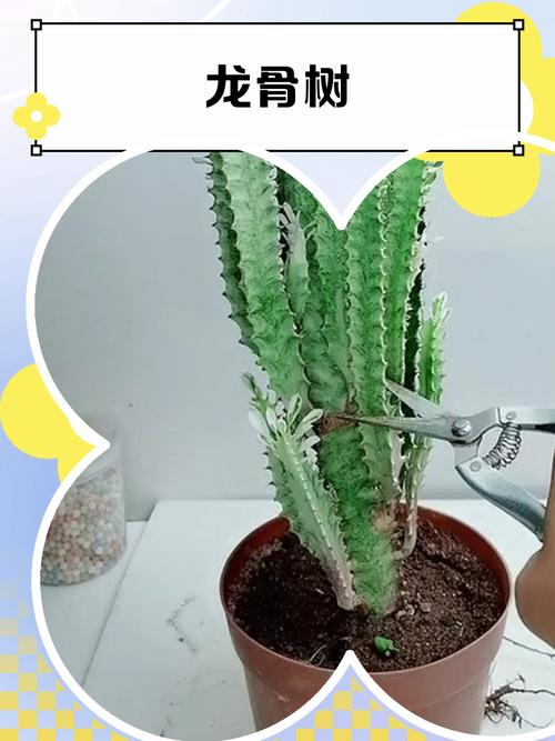 五、浇定根水