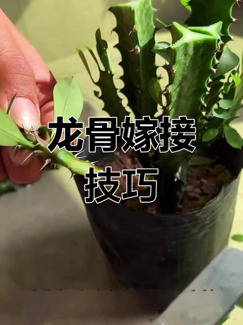六、缓苗管理
