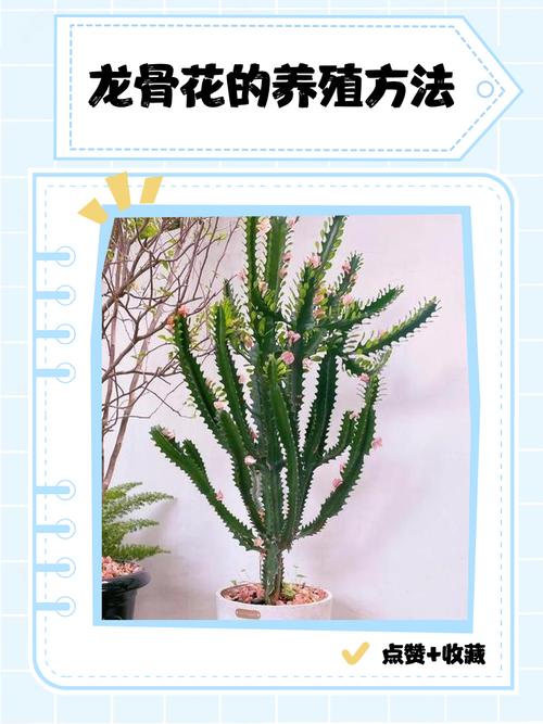 七、成活注意事项