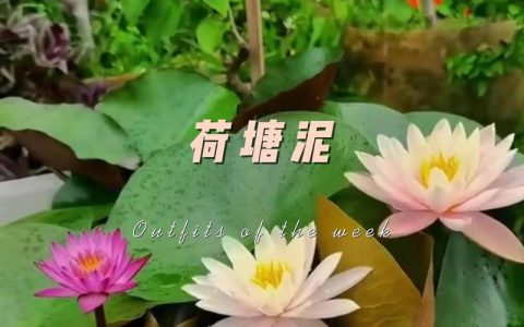 水草泥可以种睡莲吗？可以，但必须满足这5个条件（附实操指南）