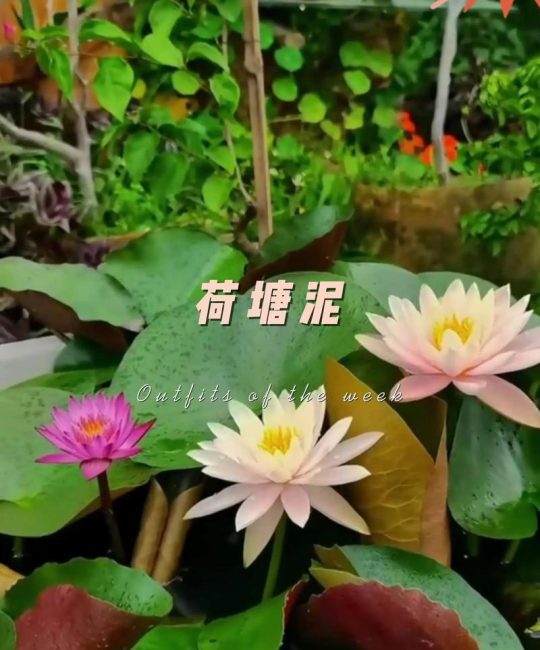 水草泥可以种睡莲吗？可以，但必须满足这5个条件（附实操指南）