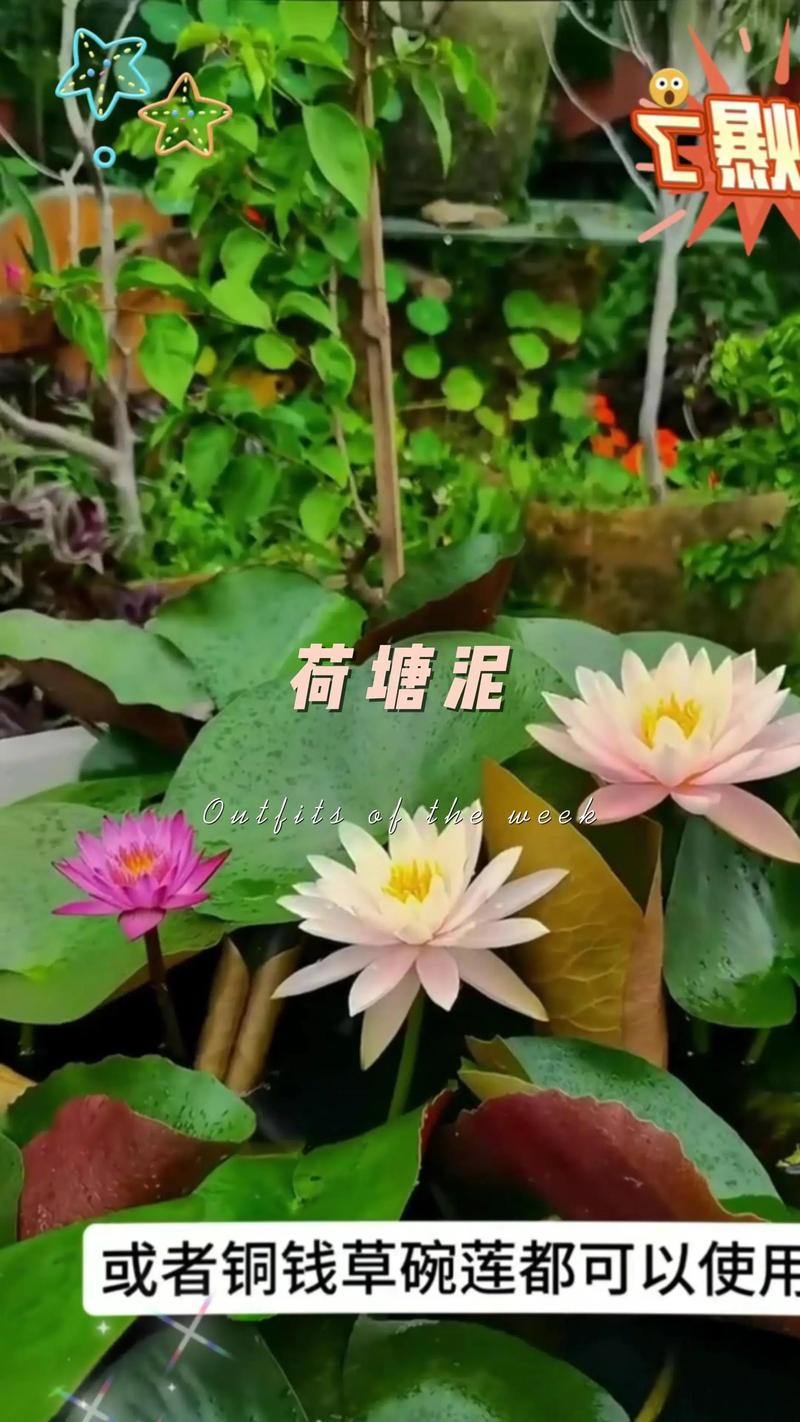 水草泥可以种睡莲吗?可以,但必须满足这5个条件(附实操指南) 水草泥可以种睡莲吗?可以,但必须满足这5个条件(附实操指南)