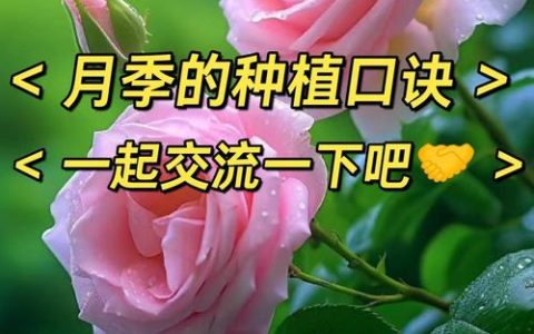 月季树怎么养？从浇水到越冬的完整养护指南