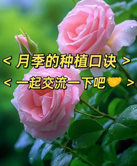 月季树怎么养？从浇水到越冬的完整养护指南
