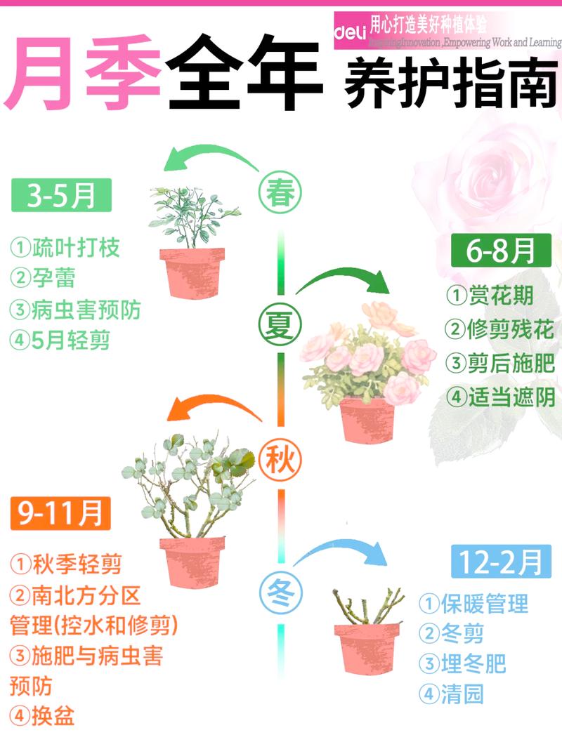 月季树怎么养?从浇水到越冬的完整养护指南 换盆/田间管理:每1-2年换盆一次,或地栽时注意改良土壤