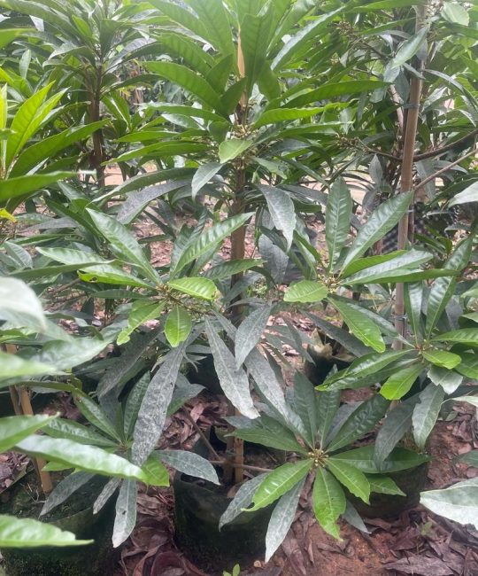 鸡蛋果树（蛋黄果）长什么样子？形态特征与栽培详解