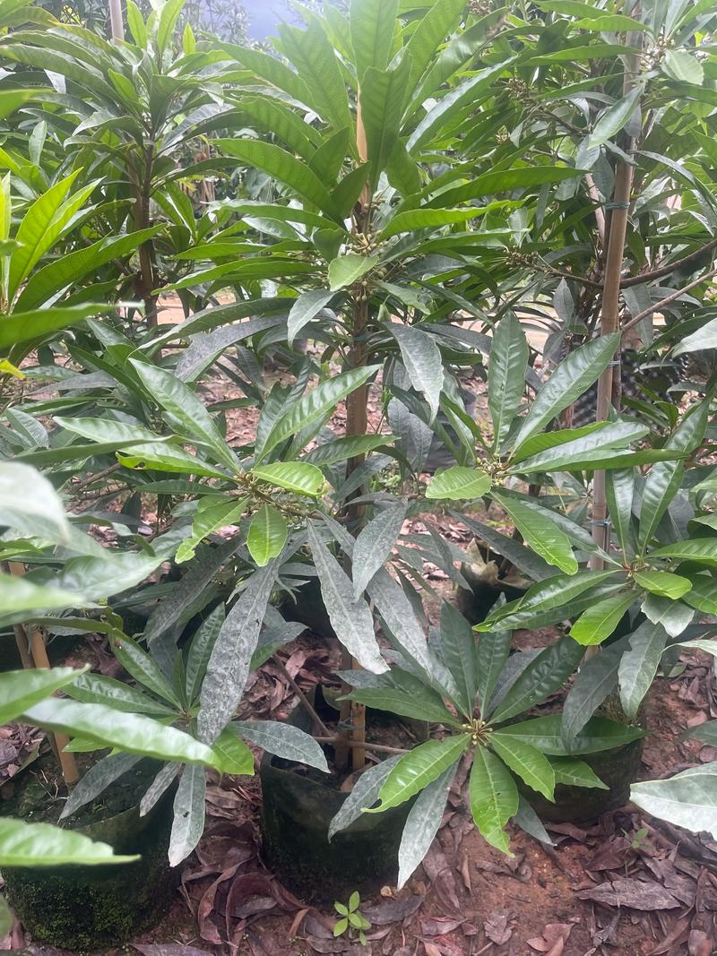 鸡蛋果树（蛋黄果）长什么样子？形态特征与栽培详解