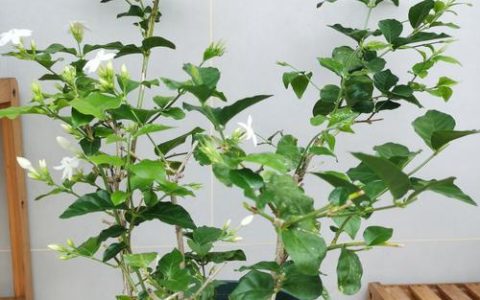 家里养茉莉花吉利吗？科学养护指南与风水寓意解读