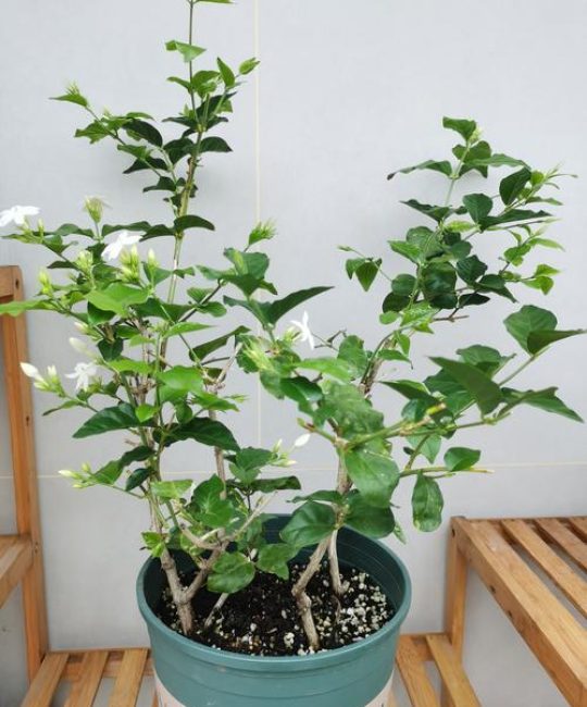 家里养茉莉花吉利吗？科学养护指南与风水寓意解读