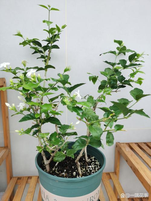 家里养茉莉花吉利吗?科学养护指南与风水寓意解读 家里养茉莉花吉利吗?科学养护指南与风水寓意解读