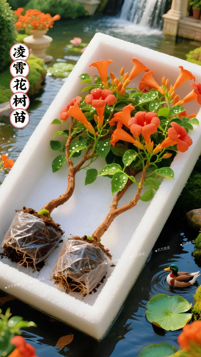 凌霄花苗多少钱一株?2025年最新价格区间与影响因素全解析 凌霄花苗多少钱一株?2025年最新价格区间与影响因素全解析