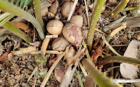 无根的铁树球能栽活吗？种植操作全流程指南