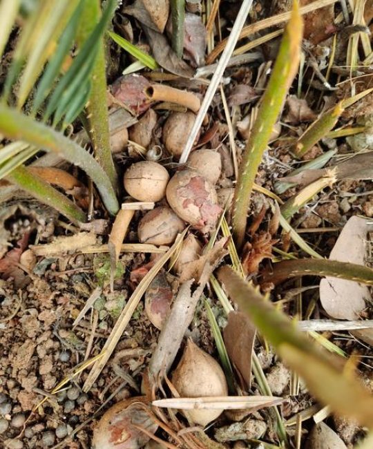 无根的铁树球能栽活吗？种植操作全流程指南