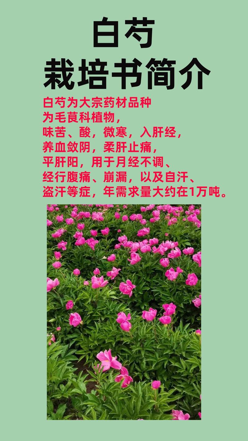无根的铁树球能栽活吗?种植操作全流程指南 栽植深度