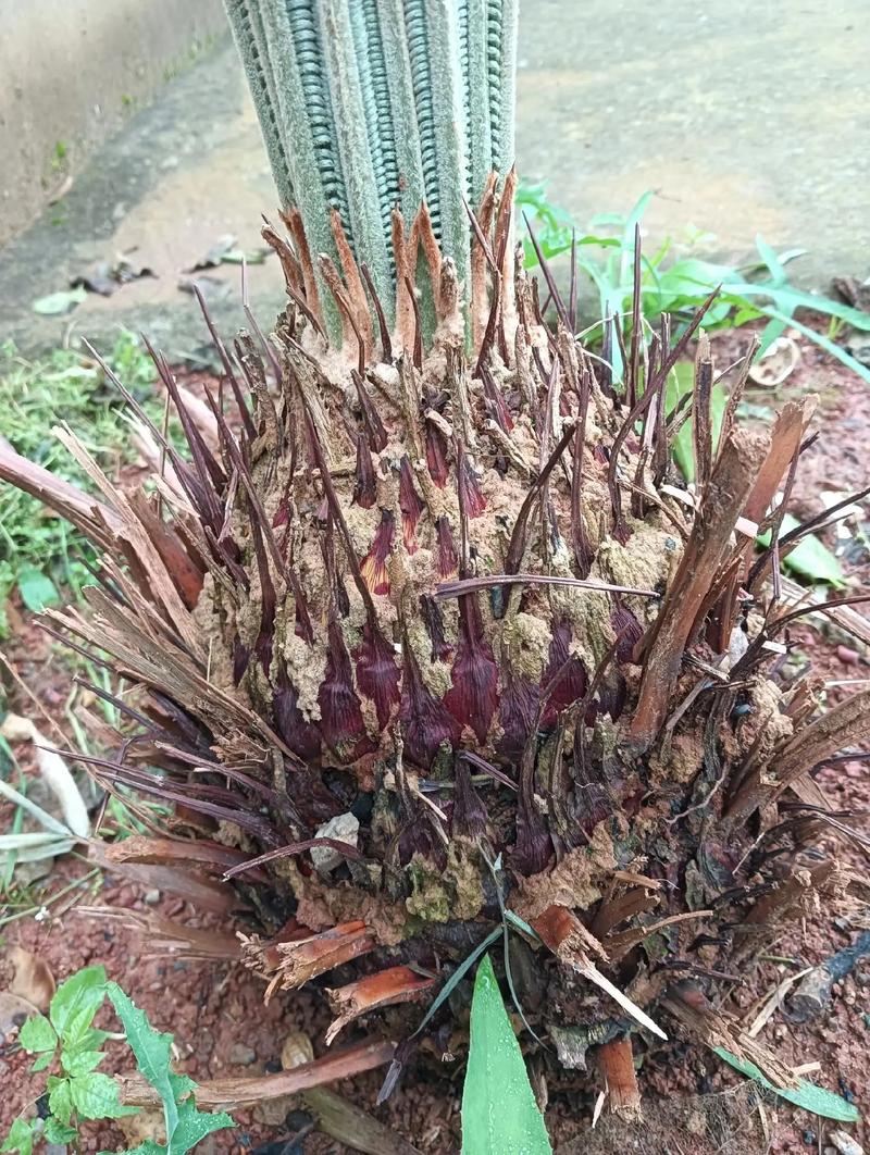 无根的铁树球能栽活吗?种植操作全流程指南 成活注意事项
