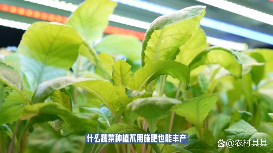 无根的铁树球能栽活吗?种植操作全流程指南 浇定根水