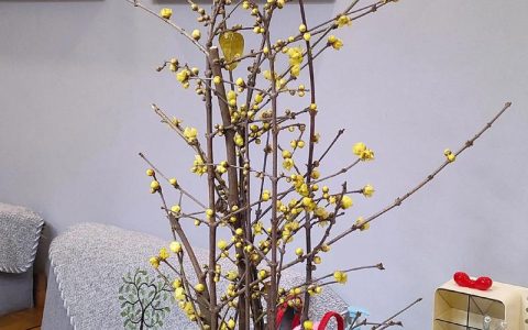 家里可以放腊梅花吗？庭院与盆栽园艺设计师的理性解答