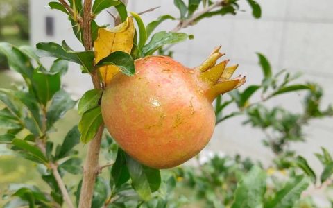 石榴什么时候种植合适？掌握最佳时间，成活率高达95%