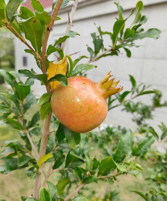 石榴什么时候种植合适？掌握最佳时间，成活率高达95%