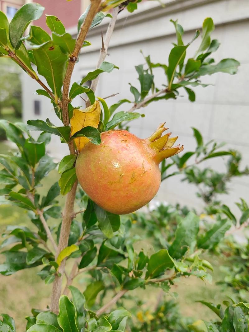 石榴什么时候种植合适?掌握最佳时间,成活率高达95% 石榴什么时候种植合适?掌握最佳时间,成活率高达95%