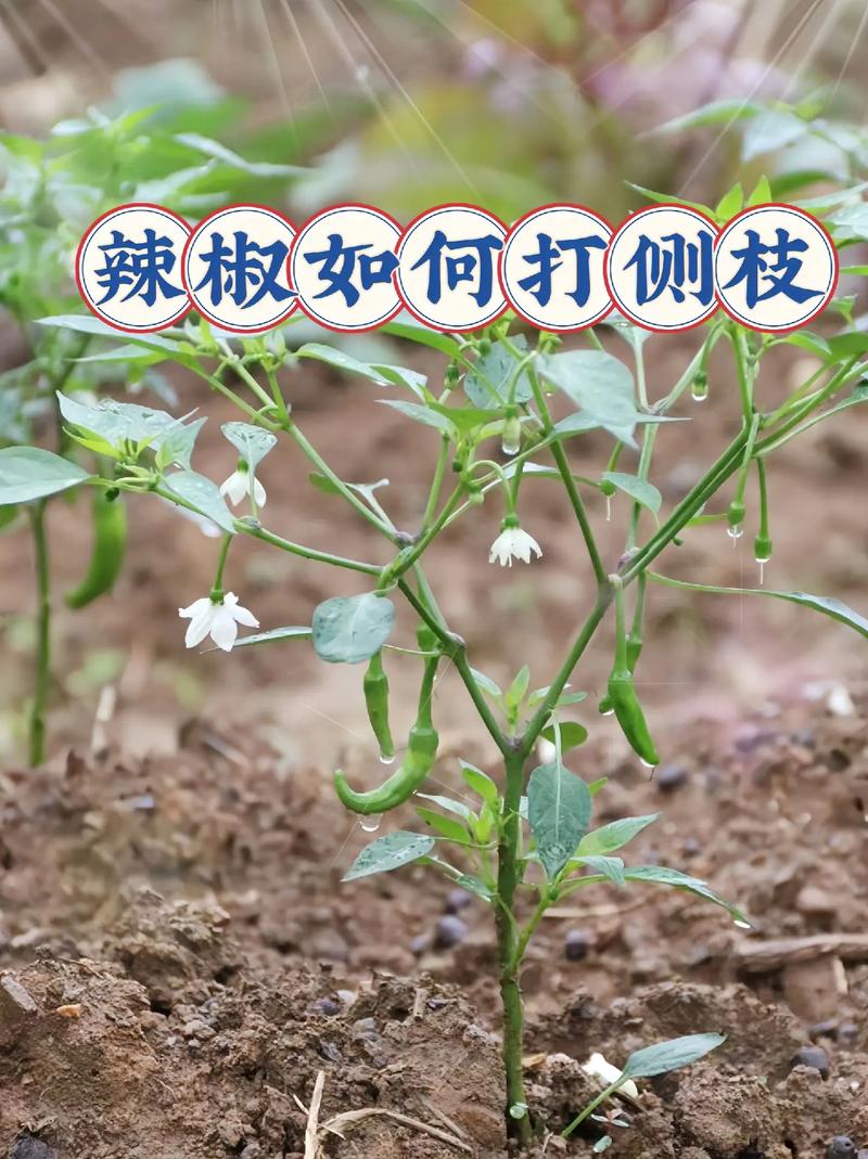 辣椒苗用打头吗?——详解辣椒摘心技巧与注意事项 注意事项
