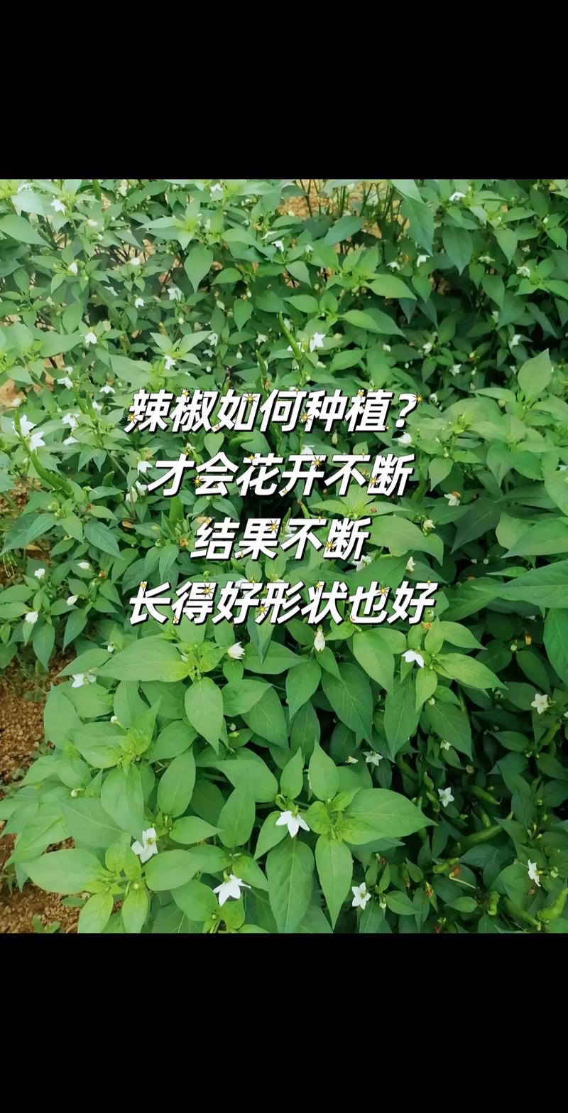 辣椒苗用打头吗?——详解辣椒摘心技巧与注意事项 什么时候打头?
