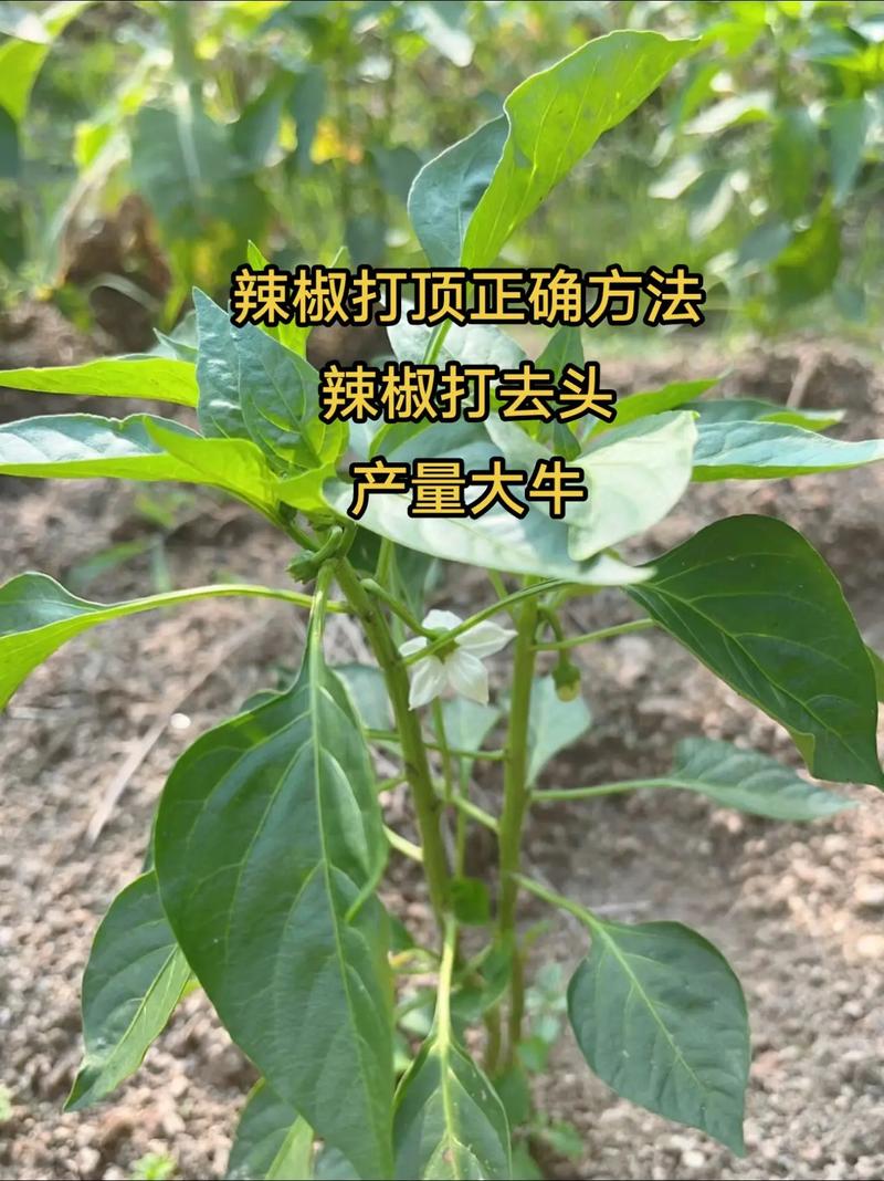 辣椒苗用打头吗?——详解辣椒摘心技巧与注意事项 结论