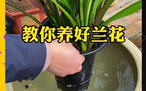 家庭养花怎么施肥？掌握这六个环节，让花卉越长越旺