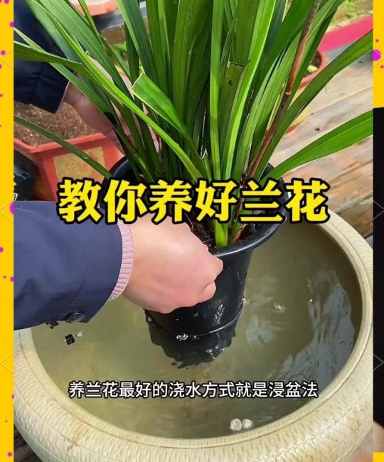 家庭养花怎么施肥？掌握这六个环节，让花卉越长越旺