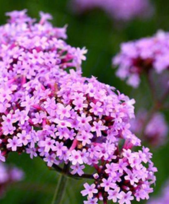 柳叶马鞭草哪里好？解锁花园里的紫色浪漫密码