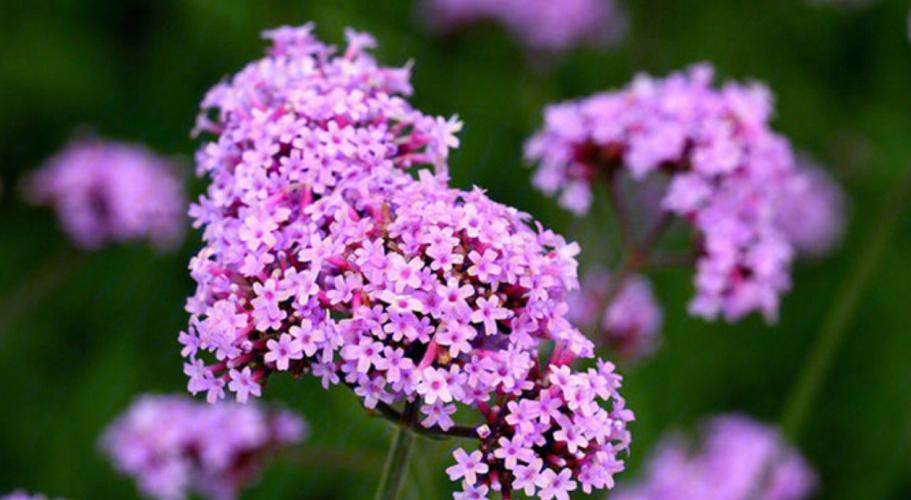 柳叶马鞭草哪里好?解锁花园里的紫色浪漫密码 一、视觉冲击:打造“紫色云海”的性价比之王