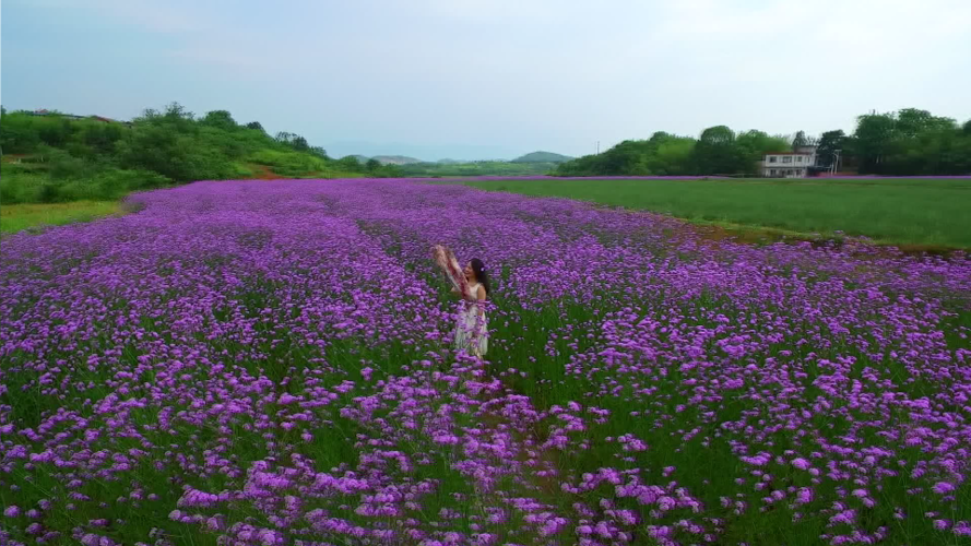 柳叶马鞭草哪里好?解锁花园里的紫色浪漫密码 三、生态价值:花园里的“蜜源宝库”