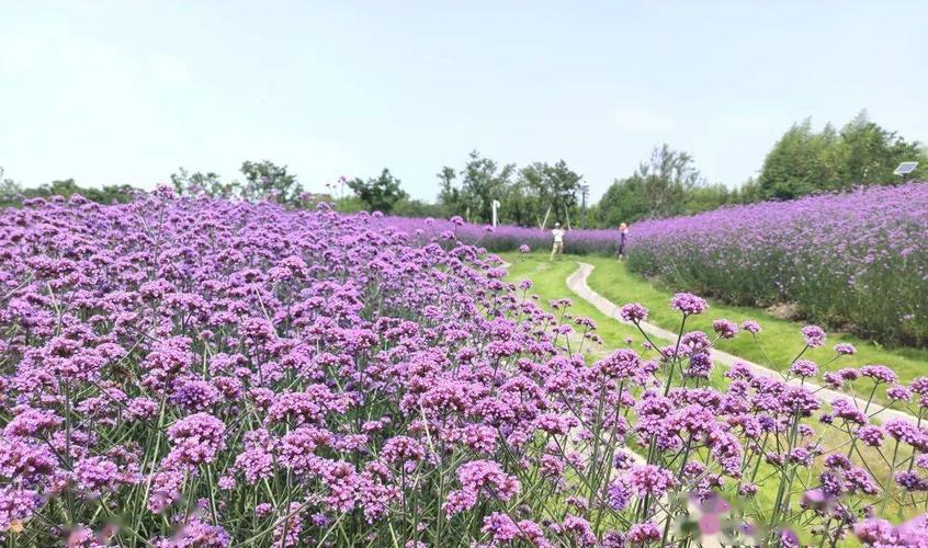 柳叶马鞭草哪里好?解锁花园里的紫色浪漫密码 四、景观应用:百搭的“万能角色”