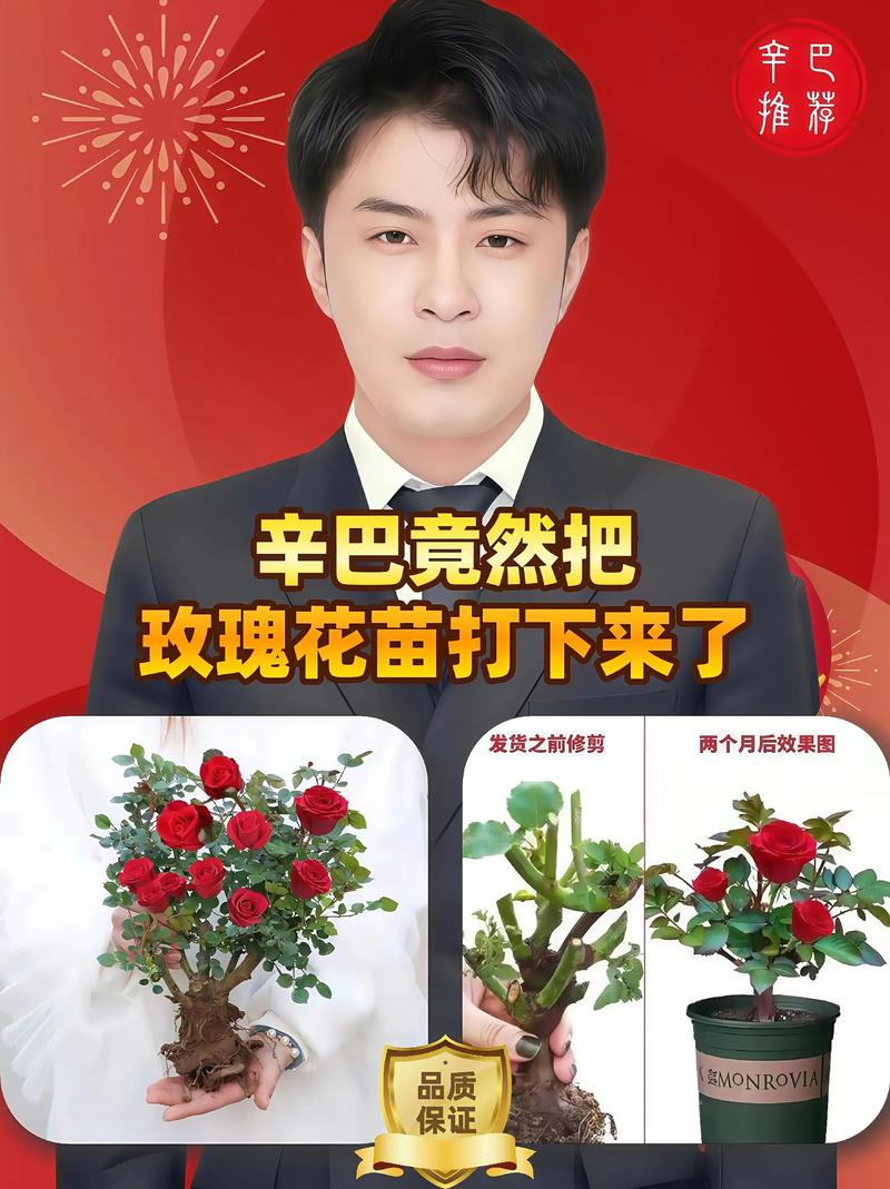 盆栽与地栽选择决策