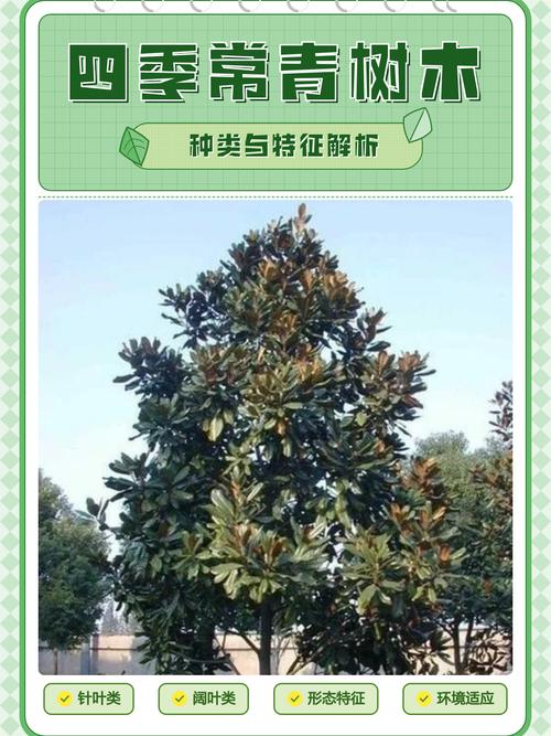 常青树为何四季常青?——以香樟为例的栽培指南 七、南北种植差异化建议(含时间节点)