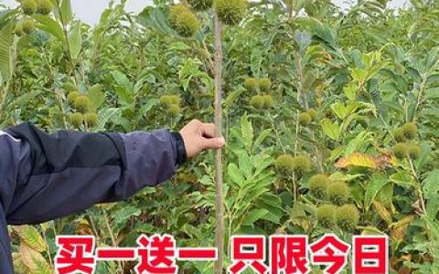 板栗树几年可以结板栗？嫁接苗与实生苗结果年限及盛果期详解