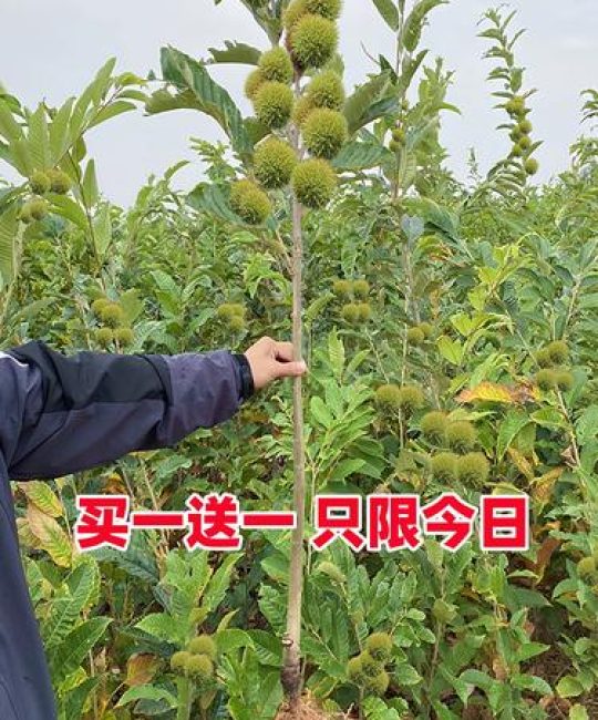 板栗树几年可以结板栗？嫁接苗与实生苗结果年限及盛果期详解