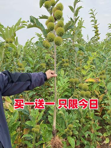 板栗树几年可以结板栗?嫁接苗与实生苗结果年限及盛果期详解 板栗树几年可以结板栗?嫁接苗与实生苗结果年限及盛果期详解