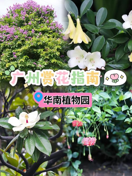 哪里批发花卉?一份科学、严谨的采购渠道自查指南 FAQ