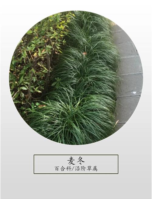 麦冬草坪怎么种植?详解麦冬地被建植与养护指南 浇定根水与缓苗管理