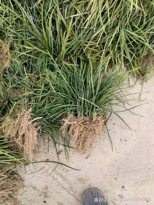 麦冬草坪怎么种植?详解麦冬地被建植与养护指南 麦冬草坪常见问题解答(FAQ)