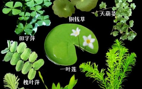 沉水植物有什么特点？全面解析水下植物的分类与养护要点