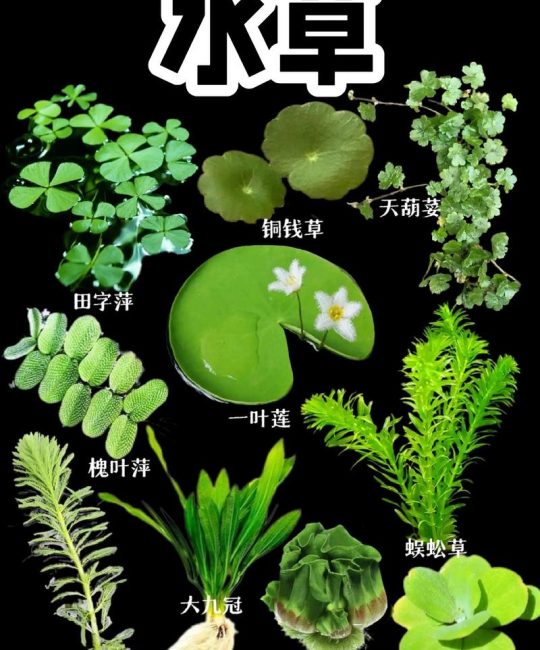 沉水植物有什么特点？全面解析水下植物的分类与养护要点