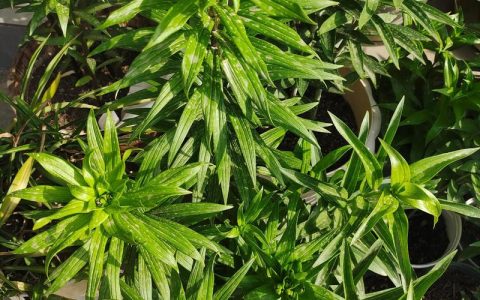 百合花叶子发黄是怎么回事？原因分析与解决方案