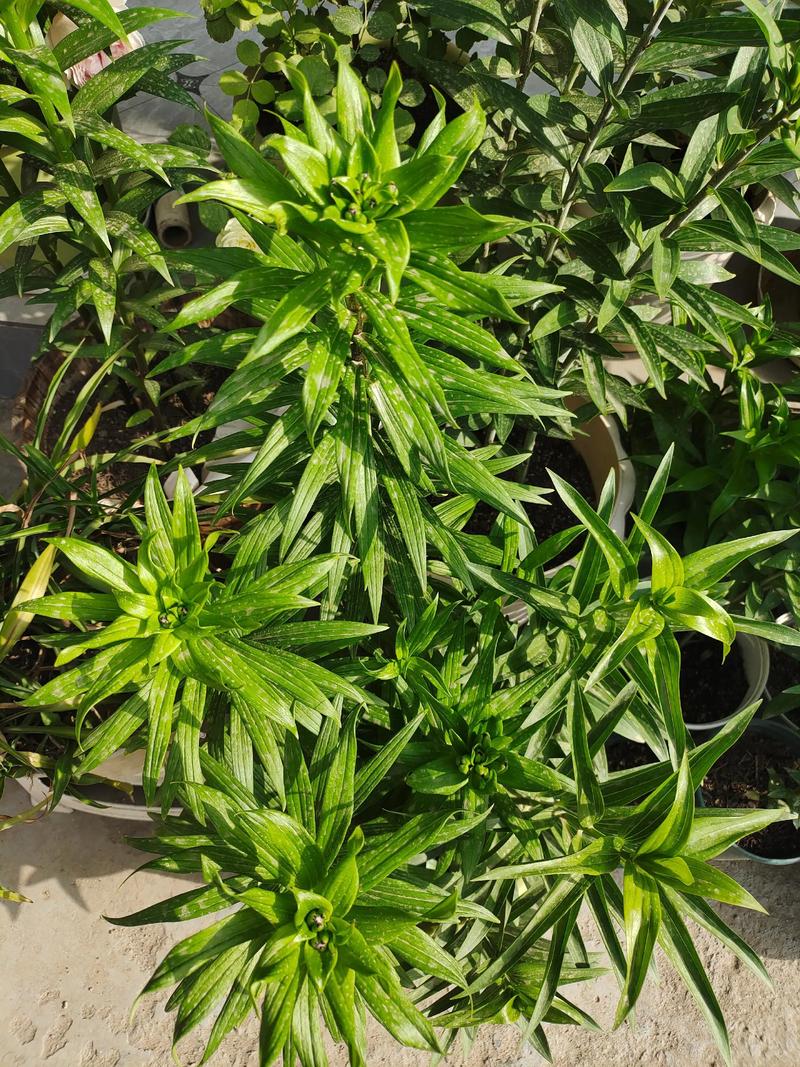 百合花叶子发黄是怎么回事?原因分析与解决方案 常见原因列表