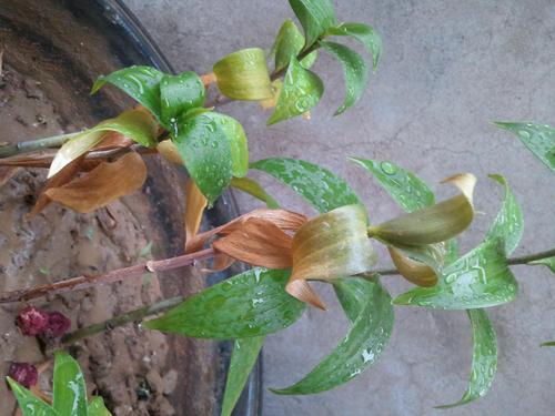 百合花叶子发黄是怎么回事?原因分析与解决方案 处理办法与操作参数